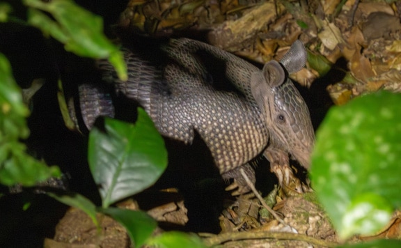 children's-eternal-rainforest-night-tour-booking-image children's eternal rainforest night tour