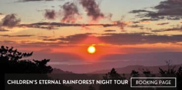 childrens eternal rainforest night tour