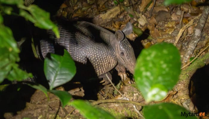 childrens eternal rainforest night tour