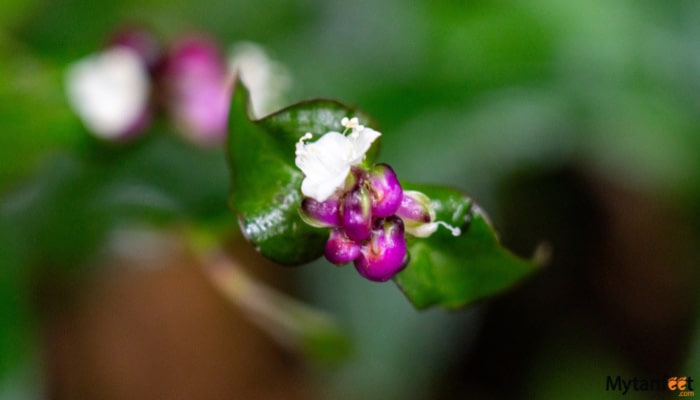monteverde cloud forest day tour