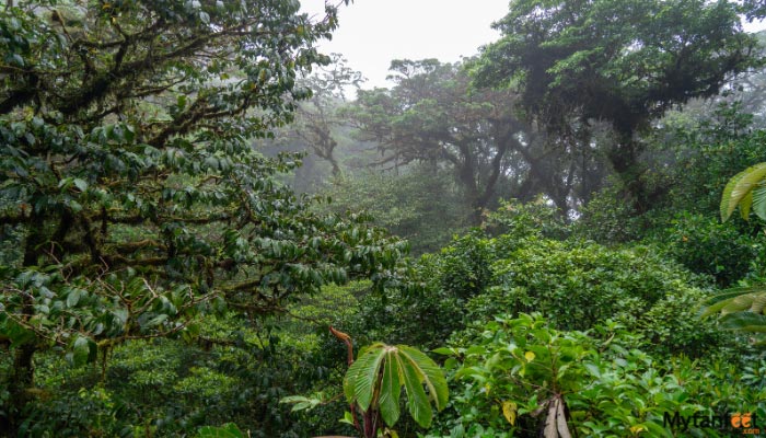 monteverde cloud forest day tour