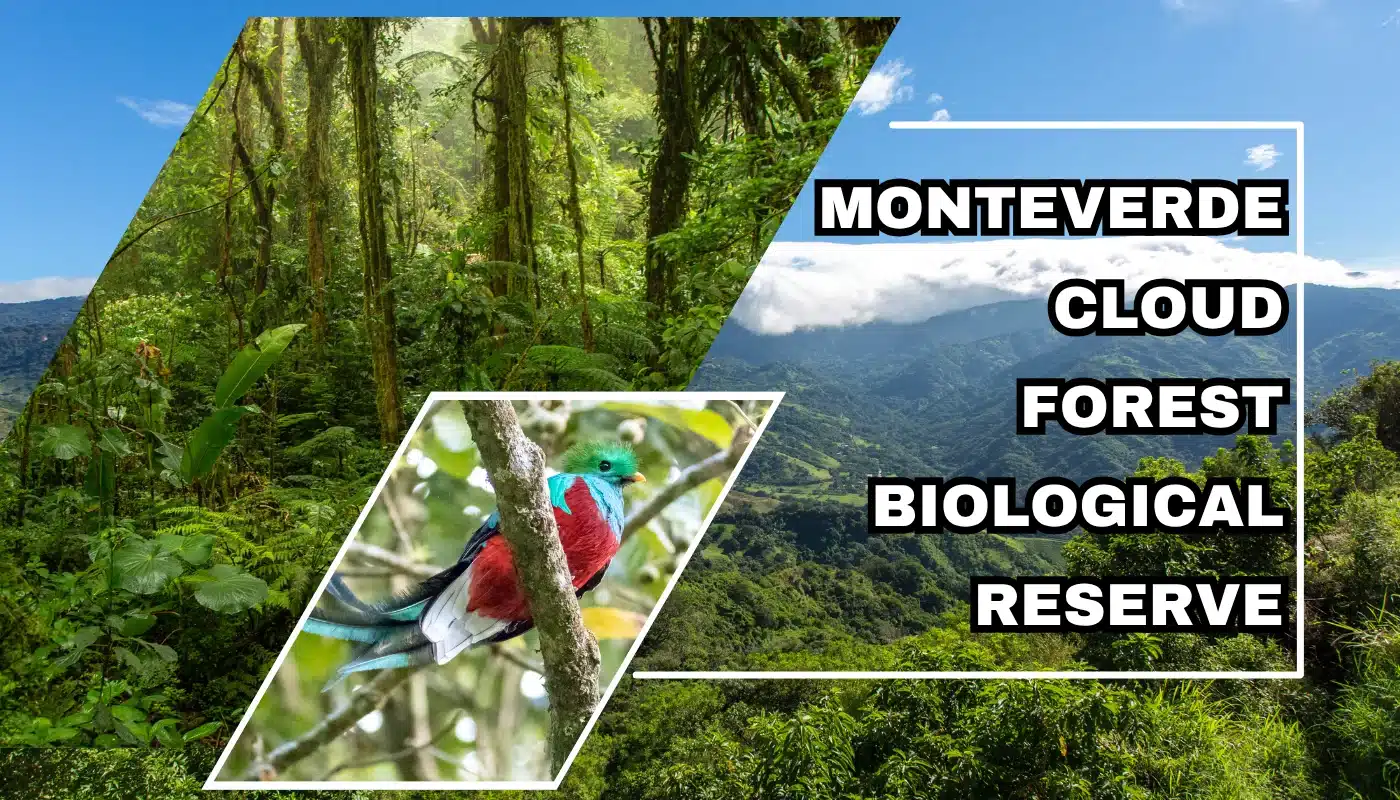 Monteverde Cloud Forest Reserve: How to Visit One of the Wonders of Costa Rica