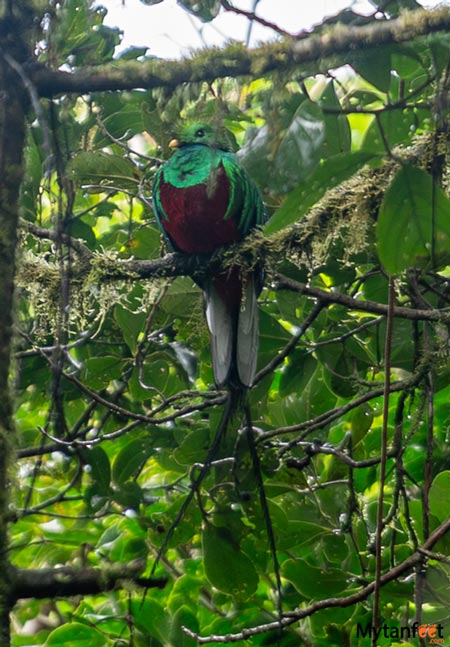 Resplendant Quetzal in Monteverde Cloud Forest