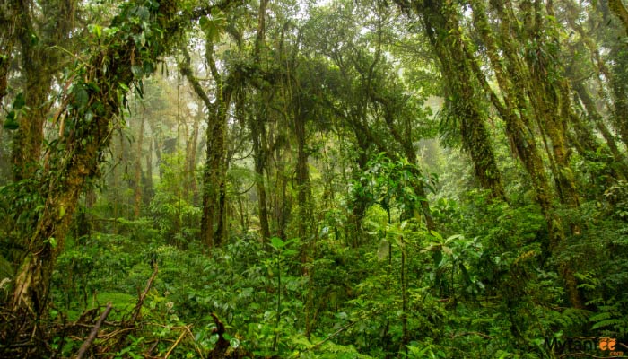 santa elena cloud forest tour