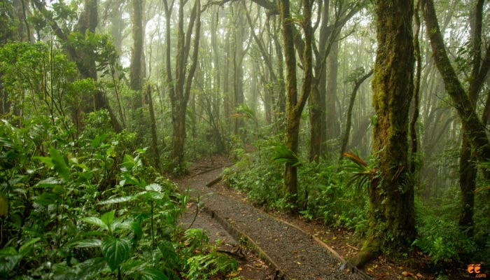 santa elena cloud forest tour