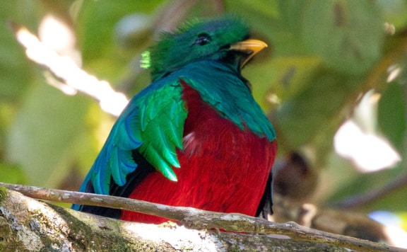 specialized-bird-watching-tour-in-monteverde-image-page specialized bird watching tour in monteverde image page