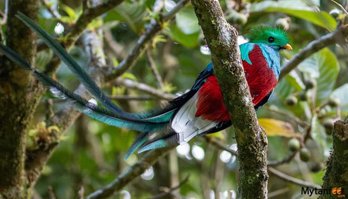 specialized birdwatching tour in monteverde Resplendant Quetzal