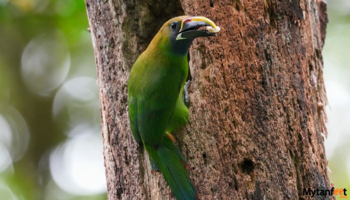 specialized birdwatching tour in monteverde emerald toucanet