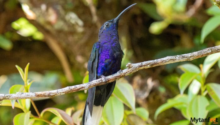 specialized birdwatching tour in monteverde violet sabrewing 