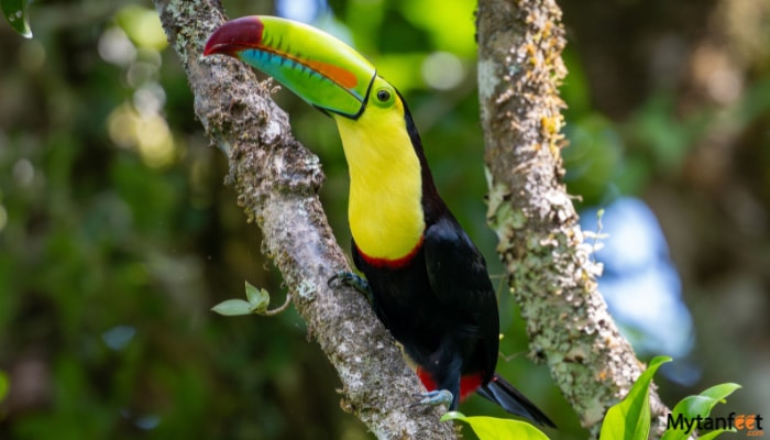 specialized birdwatching tour in monteverde keel billed toucan