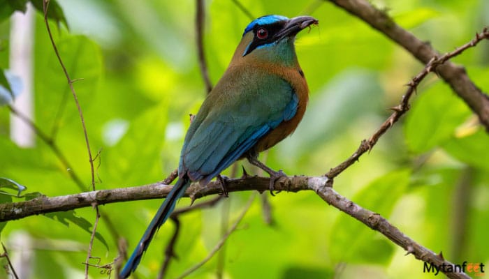 specialized birdwatching tour in monteverde lesson's mot mot