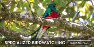 specialized birdwatching tour in monteverde