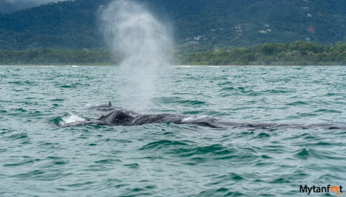 uvita whale watching tour featured image