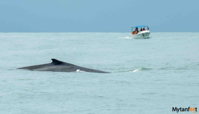 uvita whale watching tour featured image