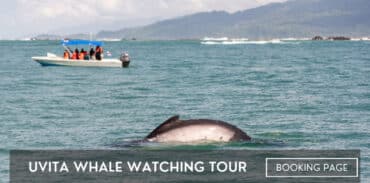 uvita whale watching tour featured image