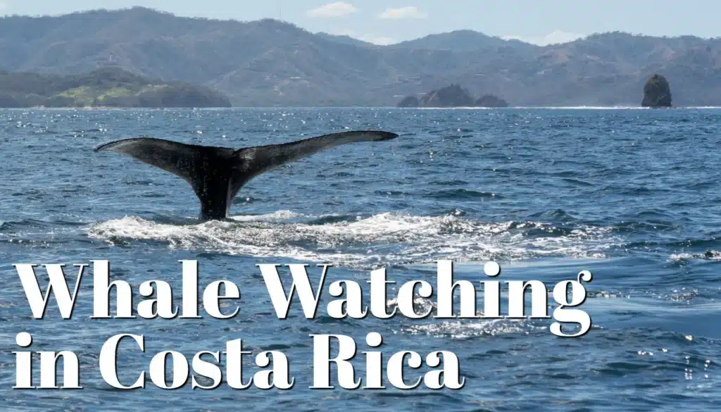 costa rica whale tours