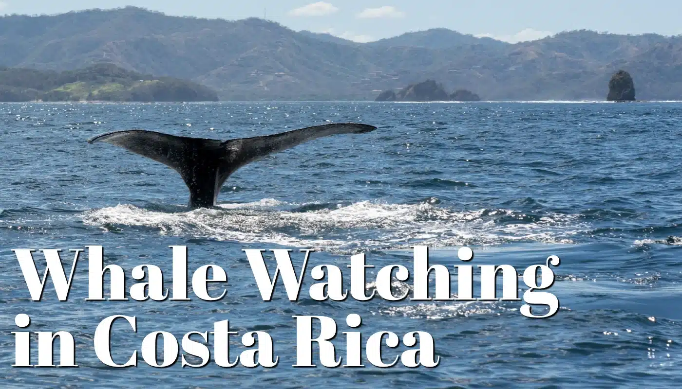 Costa Rica Whale Watching Tours: Best Places and Time of Year