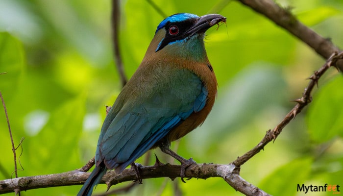 el enigma de la semilla motmot
