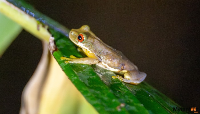 el enigma de la semilla frog