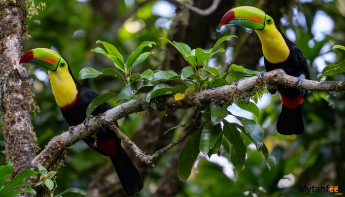 el enigma de la semilla toucans