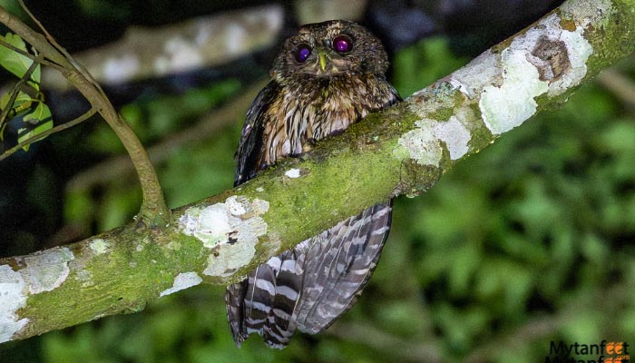 el enigma de la semilla owl