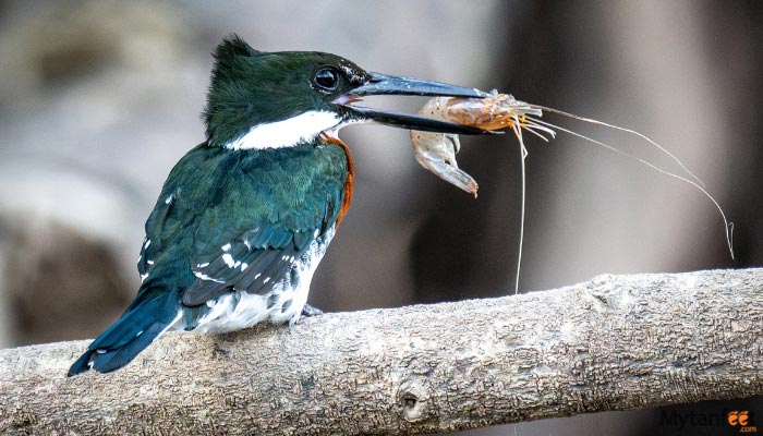hacienda el viejo wetlands kingfisher