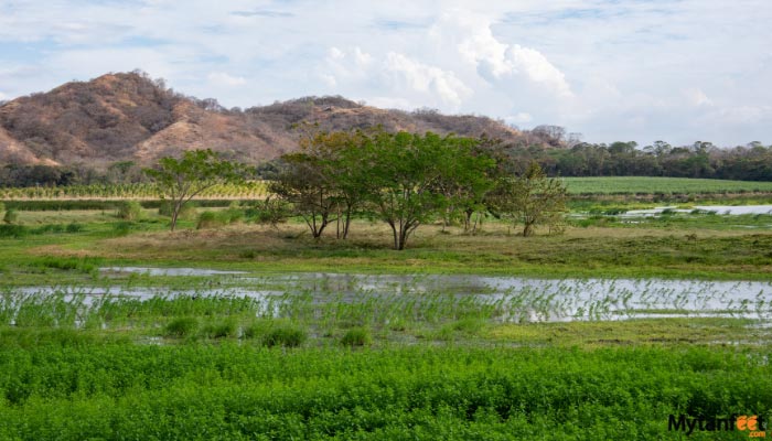 hacienda el viejo wetlands