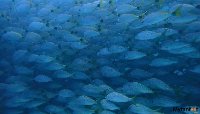 las catalinas islands scuba diving