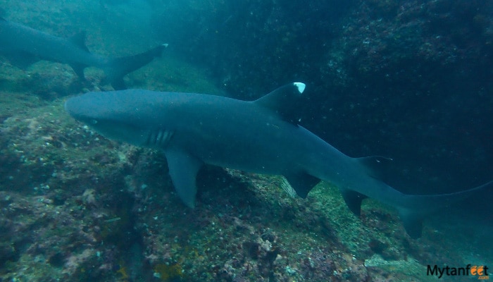 catalina island scuba diving white tip reef shark