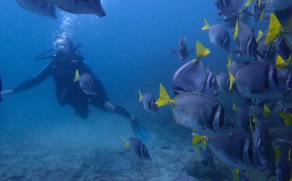 catalina-islands-scuba-diving-papagayo-page catalina islands scuba diving