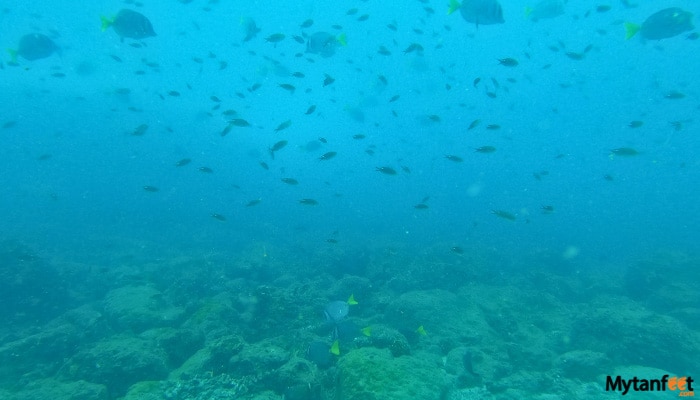 catalina islands snorkeling tour