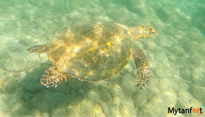 catalina islands snorkeling tour sea turtle 