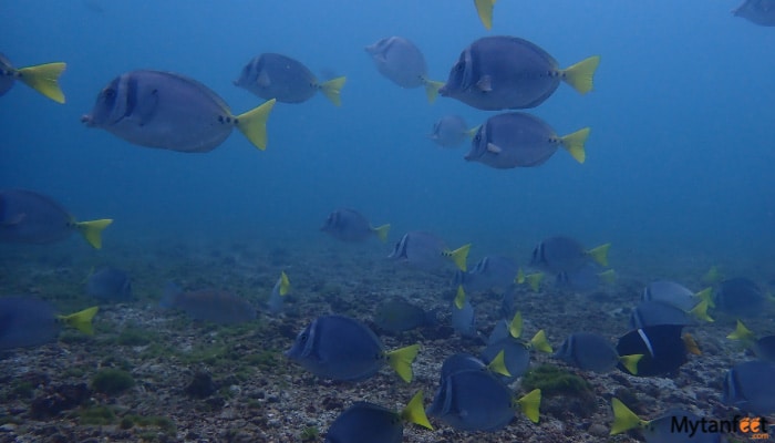 catalina islands snorkeling tour fish