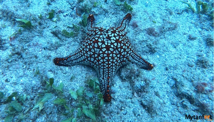 catalina islands snorkeling tour sea star 