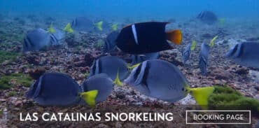 catalina islands snorkeling tour featured image