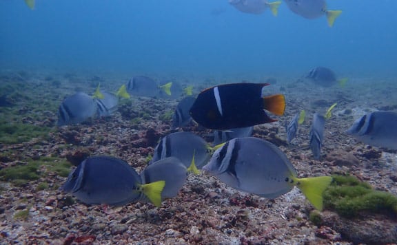 catalina-islands-snorkeling-tour-papagayo-booking-image Catalina Islands snorkeling tour
