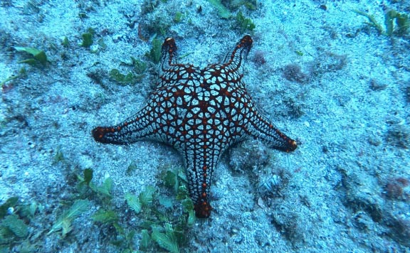 catalina-islands-snorkeling-tour-tamarindo-booking-image catalina islands snorkeling tour