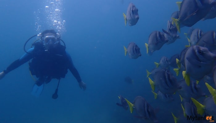 las catalinas islands scuba diving