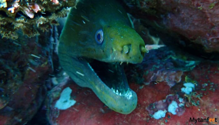 las catalinas islands scuba diving