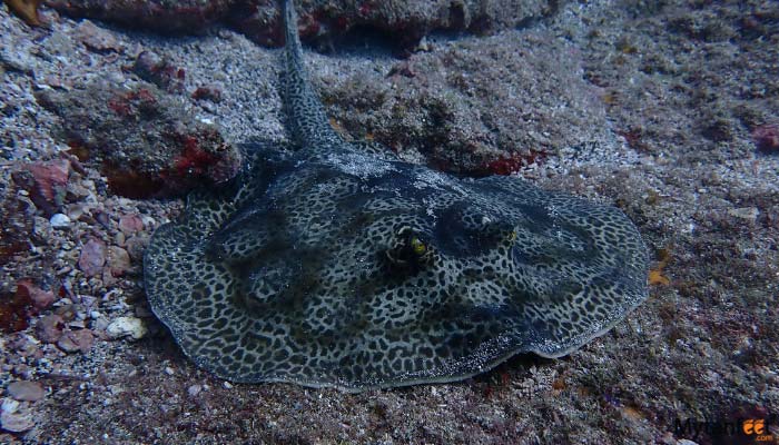 las catalinas islands scuba diving
