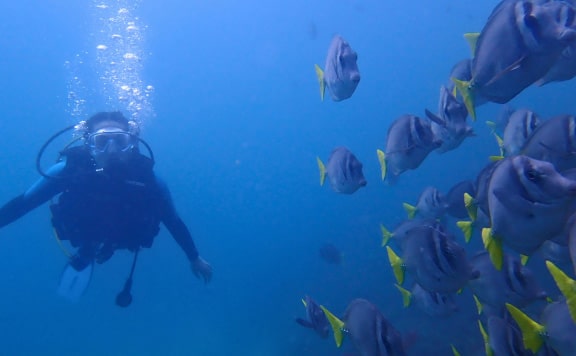 las-catalinas-scuba-diving-booking-image las catalinas islands scuba diving pacific coast dive center