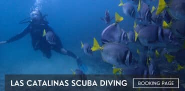 las catalinas islands scuba diving