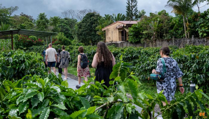 north fields coffee and chocolate tour la fortuna