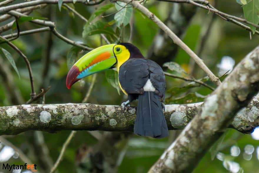canoa aventura penas blancas safari float keel billed toucan