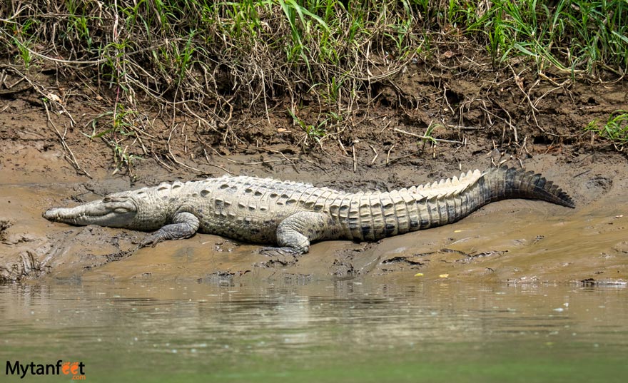 canoa aventura penas blancas safari float crocodile