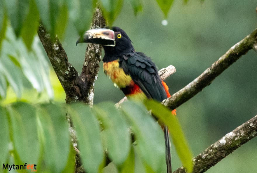 aracari toucan