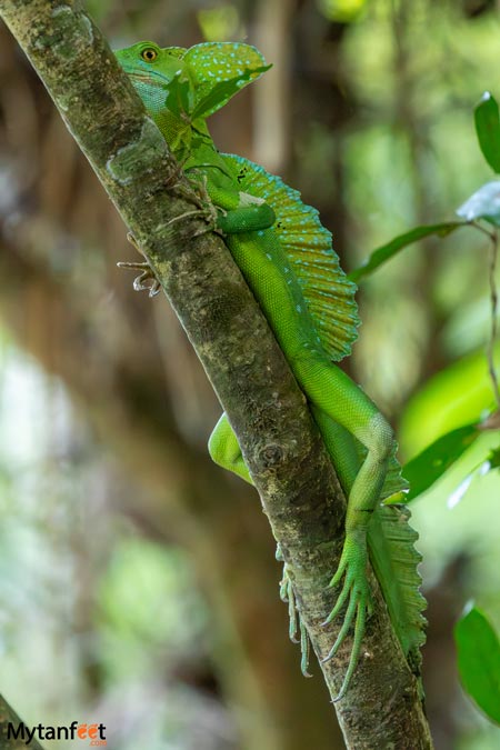 la fortuna safari float penas blancas jesus christ lizards