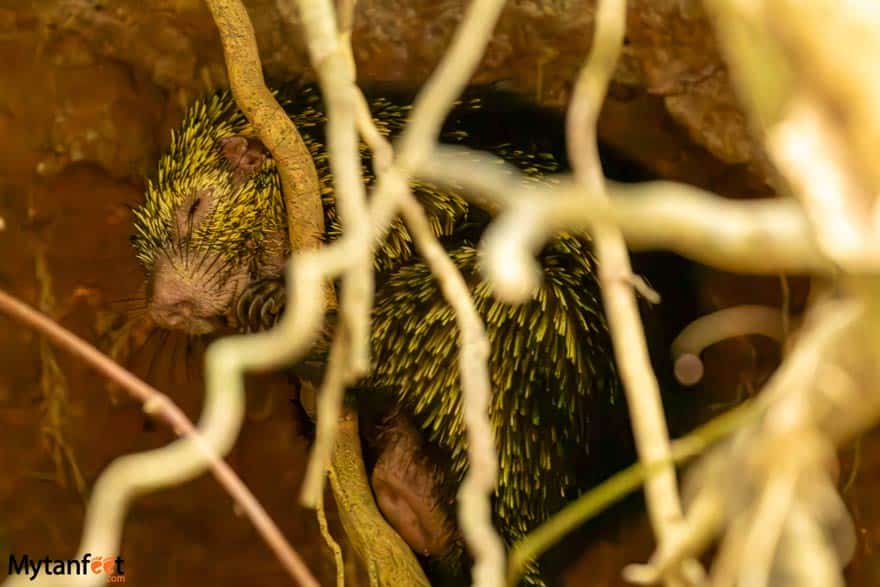 la fortuna safari float porcupine