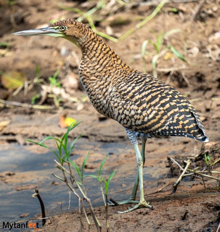 la fortuna safari float penas blancas tiger heron