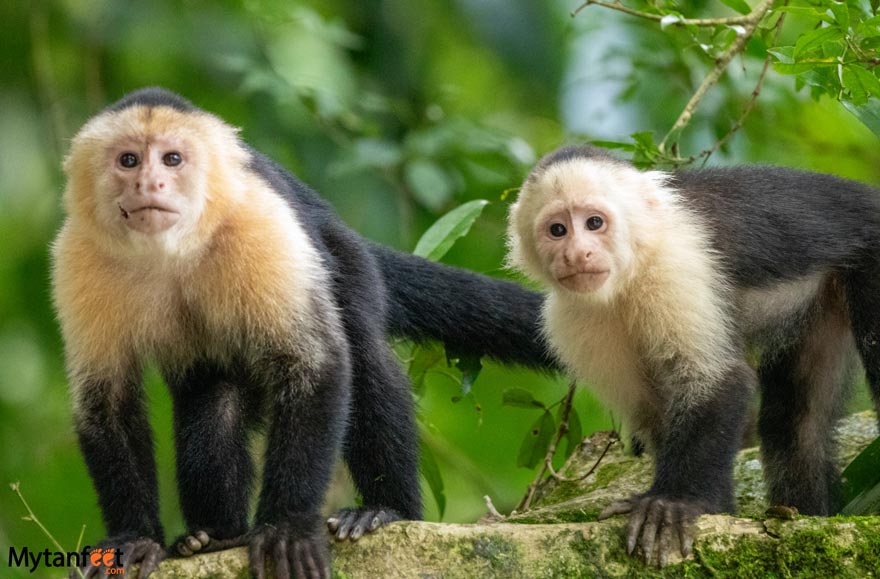 white face monkeys